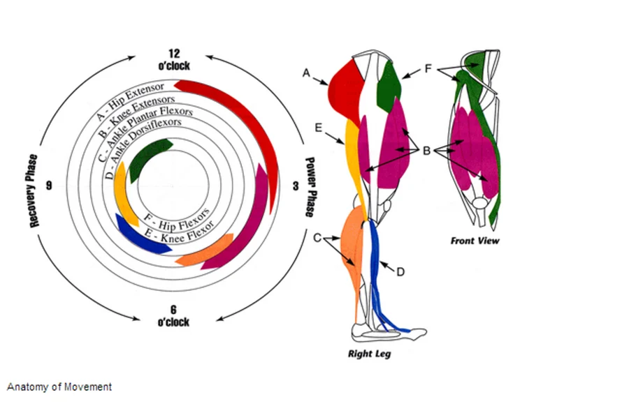 Anatomía del ciclismo
